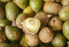 Rawat Kecantikan Kulit dengan Gunakan Buah Matoa, Cek Manfaat Lengkapnya Disini!
