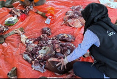 Sasar Lokasi Penyembelihan Iduladha, Tim DKPP Kota Bengkulu Pastikan Kualitas Daging Layak Konsumsi