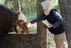 Perketat Jalur Masuk Jelang Iduladha, Hewan Kurban Tanpa SKKH Dilarang Masuk Kota Bengkulu