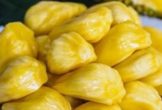 Baik untuk Daya Tahan Tubuh, Cek Manfaat Lain Nangka bagi Kesehatan di Sini 