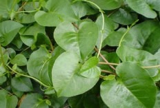 Ini 7 Fakta Unik yang Tersembunyi dalam Daun Binahong, Bertekstur Mirip Bayam dan Kangkung 