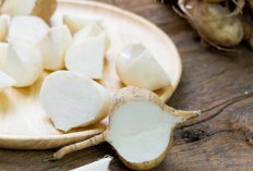 Suka Makan Bengkoang? Yuk, Klaim Disini Manfaat Kesehatan dan Kecantikannya!