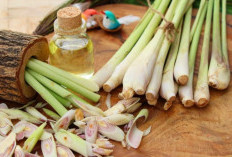 5 Manfaat Konsumsi Sereh Bagi Kesehatan Tubuh Anda, Cek Disini!
