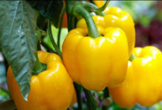 4 Efek Samping Konsumsi Paprika Kuning Berlebihan, Salah Satunya Picu Alergi 