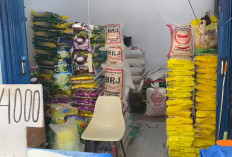 Harga Beras 5 Kg di Pasar Panorama Bengkulu Naik hingga Rp80 Ribu, Ini Alasannya