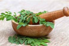 Kaya Kandungan Quercetin, Ini Manfaat Daun Kelor untuk Kesehatan Tubuh 
