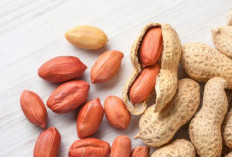 Mengulik Segudang Fakta dan Mitos Kacang Tanah, Benarkah Bikin Jerawatan?