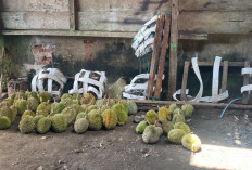 Lebih Lama dari Tahun Lalu, Musim Durian Seluma Diperkirakan Sampai Februari 2027