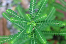 Ini Sejumlah Efek Samping Konsumsi Daun Meniran Secara Berlebihan, Batasi Ya!