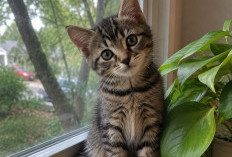 Menarik, Cek Fakta Kucing yang Jarang Diketahui, Hewan Ini Punya Banyak Keunikan
