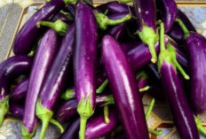 Terong Ungu Dijuluki Rajanya Sayur, Cek Manfaatnya Disini!