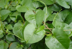 Cek Disini 6 Manfaat Daun Binahong untuk Kesehatan Tubuh, Ampuh Atasi Asam Urat