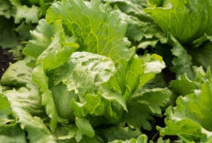 Cek Disini, 6 Manfaat Sayur Selada Bagi Kecantikan, Bikin Kulit Jadi Awet Mudah Loh!