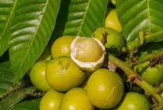 Tinggi Kandungan Kalsium, Ini Ragam Manfaat Buah Matoa untuk Kesehatan Tubuh 