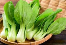 Konsumsi Sayur Pakcoy Baik untuk Merawat Kecantikan Kulit, Cek Manfaatnya!