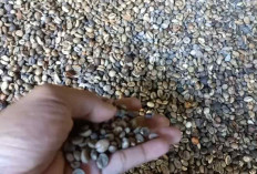 5 Kabupaten di Bengkulu Dapat Program Pengembangan Kawasan Kopi, Luasnya Capai 1.350 Ha