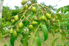 Bahan Alami Sebagai Obat Tradisional, Ini Manfaat Daun Kedondong untuk Kesehatan
