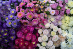 Sudah Tahu Belum? Ternyata Ini Arti Dibalik Ragam Warna Bunga Aster
