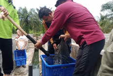 Targetkan Produksi 5 Ton, Pemkot Bengkulu Sukses Panen 4.000 Ekor Lele di UPTD BBI