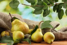 Jangan Lewatkan 9 Manfaat Konsumsi Buah Pir untuk Kesehatan Tubuh, Cek!