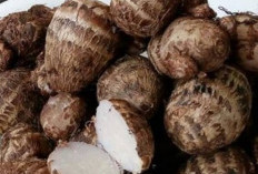 Ini Manfaat Talas bagi Kesehatan, Salah Satunya Bisa Bantu Menjaga Pencernaan