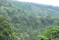 Pelaku Ditangkap, Sawit Digempur, DLHK Bengkulu Kuasai Kembali 8.200 Hektar Hutan dari Perambah Ilegal