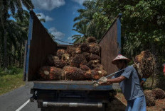 Petani Sawit Bengkulu Makin Terjepit, Apkasindo Desak Pemerintah Atur Harga Pembelian di Tingkat Ramp