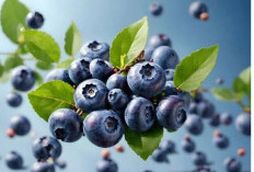 Waspada! Inilah Ragam Efek Samping Konsumsi Buah Blueberry Secara Berlebihan Bisa Picu Alergi 