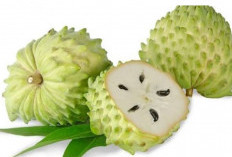 Klaim 7 Manfaat Utama Konsumsi Buah Sirsak untuk Kesehatan Tubuh, Sebagai Anti Kanker