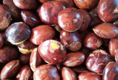Perlu Tahu, Ini Efek Samping Jengkol untuk Kesehatan Tubuh, Jangan Konsumsi Secara Berlebihan