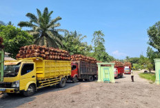 Harga TBS Jauh di Bawah Standar Provinsi, DPRD Bengkulu Selatan Desak Pemkab Panggil Seluruh PKS