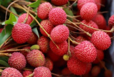 Inilah 8 Manfaat Konsumsi Buah Leci Secara Rutin, Salah Satunya Tingkatkan Sirkulasi Darah 