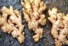 Ini 5 Tawaran Manfaat Jahe Emprit untuk Kesehatan Wanita, Benarkah Bisa Atasi Nyeri Haid?