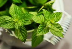 Ada 6 Manfaat Penggunaan Daun Mint untuk Kecantikan Kulit, Cek Disini!