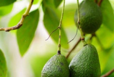7 Manfaat Daun Alpukat untuk Kesehatan, Kamu Perlu Tahu!