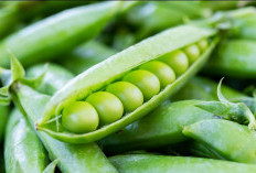 Taukah Kamu? Konsumsi Kacang Kapri Berlebihan Picu Tubuh Terserang Efek Samping, Ini Penjelasannya!