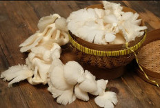 Taukah Kamu? Konsumsi Jamur Tiram Berlebihan Bisa Buat Tubuh Kekurangan Nutrisi, Cek Efek Samping Lainnya!