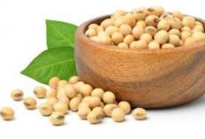 Memicu Berat Badan Naik hingga Kekurangan Mineral, Ini Efek Samping Konsumsi Kacang Kedelai Berlebihan!