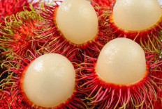 Berlebihan Bisa Sebabkan Asupan Gula Meningkat, Cek Efek Samping Buah Rambutan bagi Kesehatan