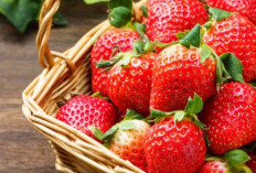 Bisa Dikonsumsi Sehari-hari, Ini Manfaat Strawberry untuk Ibu Hamil, Kaya Vitamin C dan Folat