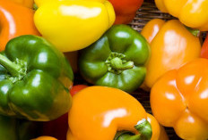 Ini Manfaat Konsumsi Paprika untuk Kesehatan, Sayuran yang Kaya Vitamin dan Antioksidan