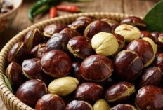 Cek di Sini! Manfaat Jengkol bagi Kesehatan, Dapat memenuhi Kebutuhan Serat