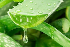 Bisa Jadi Produk Perawatan, Cek Manfaat Lain Lidah Buaya untuk Kesehatan di Sini