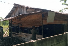 Berpotensi Jadi Tempat Prostitusi, Satpol PP Bongkar Warem di Beringin Raya