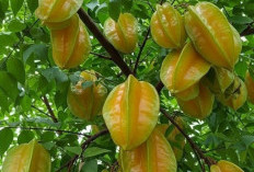 Cek Manfaat Buah Belimbing untuk Kesehatan, Kaya Nutrisi Memenuhi Kebutuhan Vitamin C