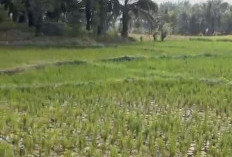 Kekeringan Parah, 50 Hektare Sawah di Air Latak Seluma Terancam Gagal Panen