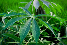 Wow, Ini Ragam Manfaat Tersembunyi Daun Singkong untuk Kecantikan Kulit 
