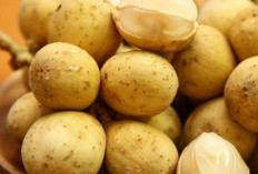 Kaya Nutrisi, Ini Manfaat Duku untuk Kesehatan Tubuh, Buah Manis yang Baik bagi Pencernaan 