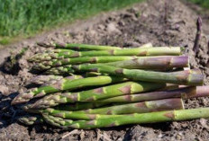 Ini Ragam Efek Samping Konsumsi Asparagus Secara Berlebihan, Bisa Alergi hingga Mulut Kering
