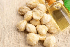 Rambutmu Susah Panjang? Coba Atasi dengan Minyak Kemiri, Simak Manfaatnya Disini!